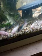 Jonge albino Corydora's zijn maximaal 1 cm tot 2 cm groot

P, Dieren en Toebehoren
