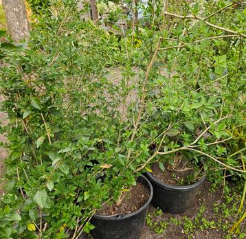 Ligustrum, liguster planten in potten, Enlèvement