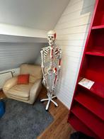 Anatomie skelet Max A11 met weergave van de spieren etc., Nieuw, Ophalen