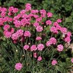 Armeria Abbey Rose, Ophalen