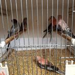 Bourks parkieten, Dieren en Toebehoren, Parkiet, Geringd
