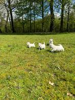 Westhighland white terriër pups/cesar/westy/pups/wit/westie, Dieren en Toebehoren, Honden | Jack Russells en Terriërs, België