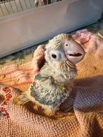Baby Pyrruhra - Bellen is sneller 0475850373