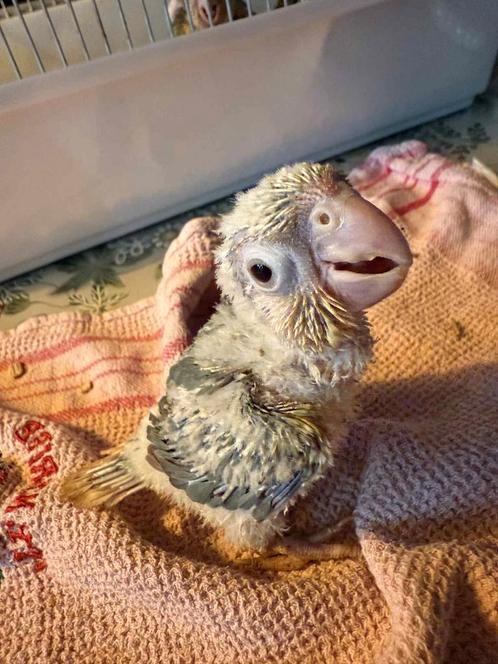 Baby Pyrruhra - Bellen is sneller 0475850373, Dieren en Toebehoren, Vogels | Parkieten en Papegaaien
