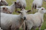 18 lammen schapen alles moet weg 0475416972, Dieren en Toebehoren, Schapen, Geiten en Varkens