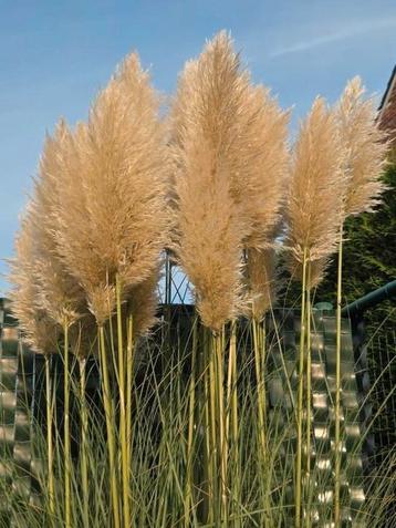 Decoratieve pluimen/pampas beschikbaar voor biedingen