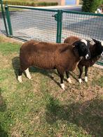 Zwartbles dekram, Dieren en Toebehoren, Mannelijk, Schaap, 0 tot 2 jaar