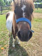 mini paardje, Dieren en Toebehoren, Pony's, Merrie, Gechipt