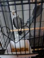 Le calopsitte gris mâle chante TRÈS bien, Animaux & Accessoires, Oiseaux | Accessoires, Enlèvement
