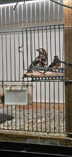 Te koop kastanjeruglijster koppel 2025, Dieren en Toebehoren