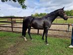 8 jarige dressuur-merrie, Dieren en Toebehoren, Paarden, Merrie, Gechipt, Dressuurpaard, L