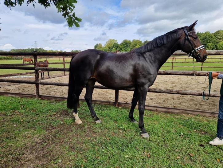 8 jarige dressuur-merrie, Dieren en Toebehoren, Paarden, Merrie, L, 165 tot 170 cm, 7 tot 10 jaar, Dressuurpaard, Met stamboom