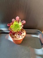 Aeonium  nr  48, Ophalen