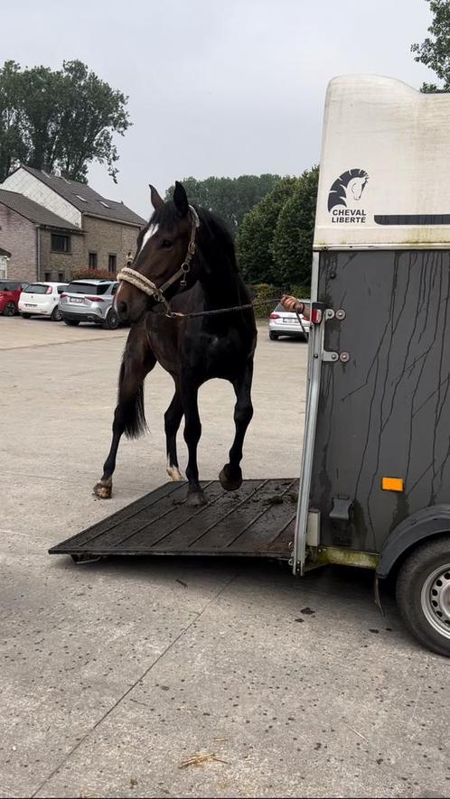 Veulen Pegase van’t Ruytershof, Animaux & Accessoires, Chevaux, Hongre, Non dressé, 165 à 170 cm, 3 à 6 ans, Cheval de saut, Avec pedigree