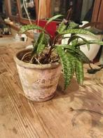 Plante succulente, Maison & Meubles, Plantes d'intérieur, Enlèvement, Plante succulente, En pot