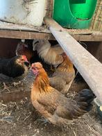 5 legkippen en 1 haan te koop, Dieren en Toebehoren, Pluimvee, Vrouwelijk, Kip