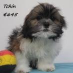 "Tchin" Lhasa Apso - reutje te koop (Belgisch), Dieren en Toebehoren, België, CDV (hondenziekte), 8 tot 15 weken, Eén hond