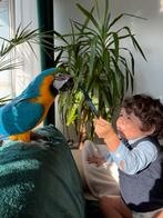 Blouwe geel ara, Dieren en Toebehoren, Papegaai