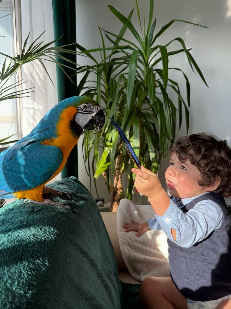 Blouwe geel ara, Animaux & Accessoires, Oiseaux | Perruches & Perroquets, Perroquet