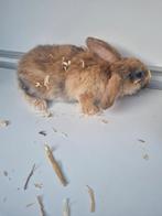 Konijnen hangoor, Dieren en Toebehoren, Konijnen, Mannelijk, Klein, Hangoor, 0 tot 2 jaar