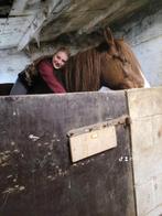 Verzorgpaard gezocht/ verzorgster aangeboden., Dieren en Toebehoren, Paarden