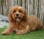 Prachtige Cavapoo pups, België, Overige rassen, CDV (hondenziekte), 8 tot 15 weken