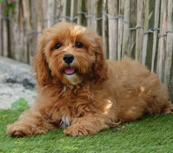 Prachtige Cavapoo pups beschikbaar voor biedingen