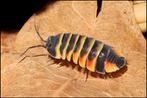 Ardentiella sp. Ember Bee 12st = gratis verzending, Overige soorten
