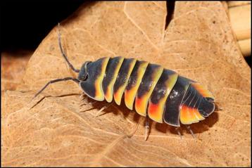Ardentiella sp. Ember Bee 12st = gratis verzending  beschikbaar voor biedingen