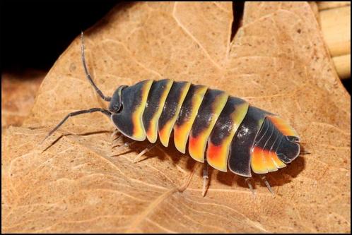 Ardentiella sp. Ember Bee 12st = gratis verzending, Dieren en Toebehoren, Insecten en Spinnen, Overige soorten