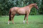 Scheren van paarden, pony’s en veulens., Dieren en Toebehoren