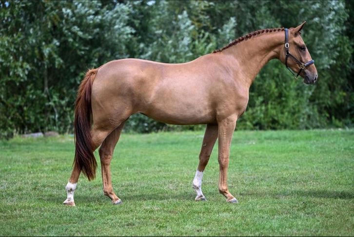 Scheren van paarden, pony’s en veulens., Dieren en Toebehoren, Paarden