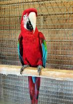Mâle repro Ara Chloroptère, Mâle, Perroquet, Bagué
