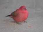 AFRIKAANSE VUURVINK (SENEGALA), Dieren en Toebehoren, Meerdere dieren, Tropenvogel, Geringd