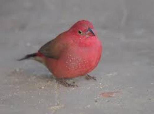 AFRIKAANSE VUURVINK (SENEGALA), Dieren en Toebehoren, Vogels | Overige Vogels, Tropenvogel, Meerdere dieren, Tam, Geringd