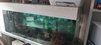 aquarium 150 cm cichlidee ou autre, Dieren en Toebehoren, Ophalen