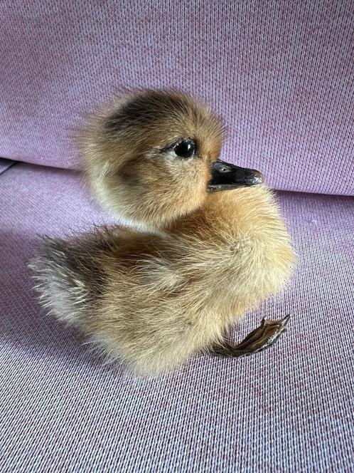 Taxidermie Eendje - Steen en Been, Verzamelen, Dierenverzamelingen, Zo goed als nieuw, Opgezet dier, Vogel, Ophalen of Verzenden