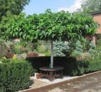 DAKBOMEN PARASOLBOMEN - sfeermakers in tuin / op terras, Tuin en Terras, Planten | Bomen, Ophalen, Dakboom