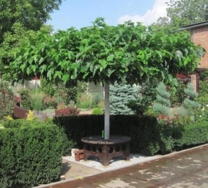 DAKBOMEN PARASOLBOMEN - sfeermakers in tuin / op terras, Tuin en Terras, Planten | Bomen, Dakboom, Ophalen