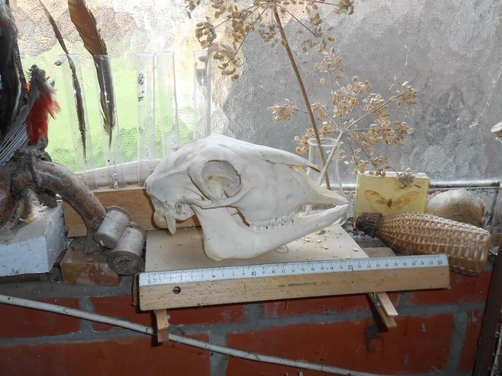 schapenschedel, Verzamelen, Dierenverzamelingen, Zo goed als nieuw, Schedel, Boerderijdier, Ophalen of Verzenden