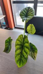 Alocasia dragon scale mint XL, Huis en Inrichting, Ophalen