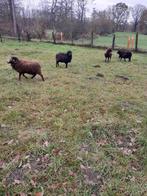 Prachtig trio mini quesant schaapjes 2drachtige ooien 1ram, Animaux & Accessoires, Moutons, Chèvres & Cochons, Plusieurs animaux