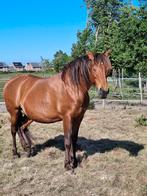 12 jarige merrie, Merrie