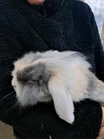 Konijntje, Dieren en Toebehoren