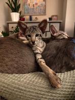 Oosterse Korthaar Kitten, Poes, Gechipt, 0 tot 2 jaar