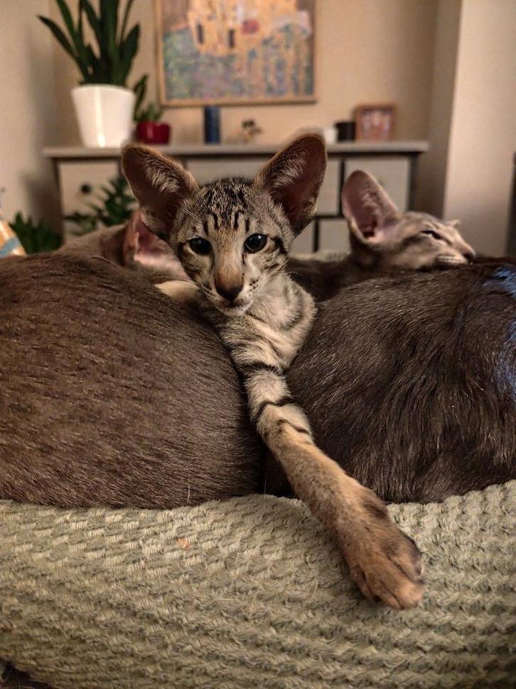 Oosterse Korthaar Kitten, Dieren en Toebehoren, Katten en Kittens | Raskatten | Korthaar, Poes, 0 tot 2 jaar, Gechipt