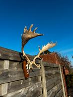 Hertengewei met schedel damhert, Enlèvement