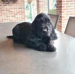 chiots cockers anglais, Animaux & Accessoires, Chiens | Retrievers, Épagneuls & Chiens d'eau, Plusieurs, Parvovirose, Belgique