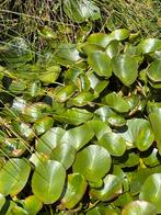 Waterlelies uit ons vijvertje, Ophalen, Vaste plant, Vijverplanten