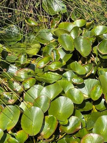 Waterlelies uit ons vijvertje, Enlèvement, Plante fixe, Plantes de bassin